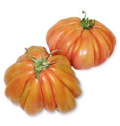 imagen principal del producto